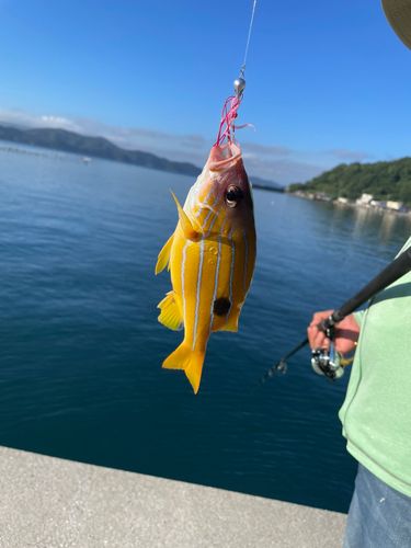 ロクセンフエダイの釣果