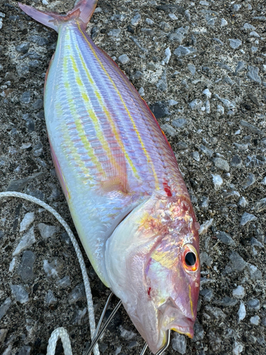 イトヨリダイの釣果