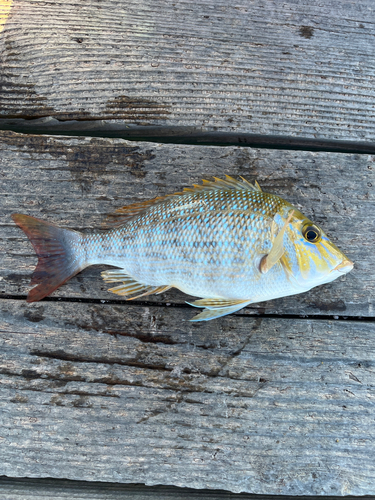 ハマフエフキの釣果