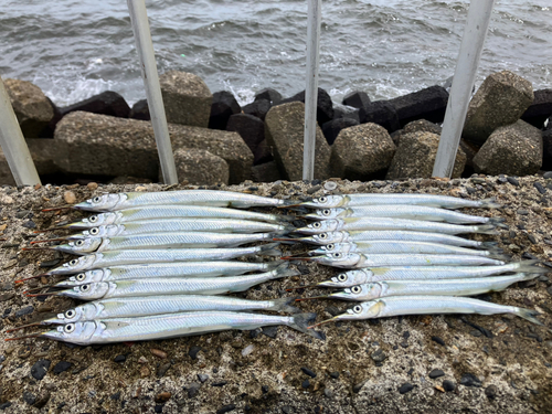 サヨリの釣果