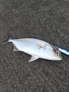 ショゴの釣果