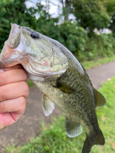 ラージマウスバスの釣果