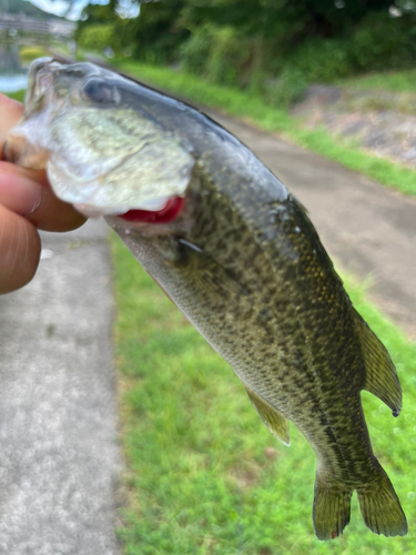 ラージマウスバスの釣果