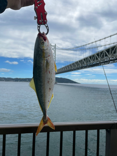 ツバスの釣果