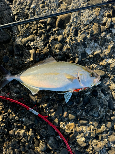 ショゴの釣果