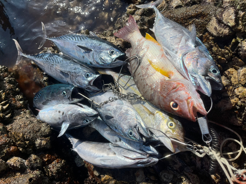 スマガツオの釣果