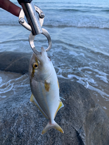 ネリゴの釣果