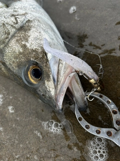 スズキの釣果