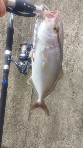 ショゴの釣果