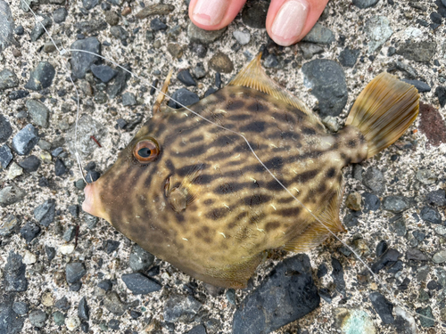 カワハギの釣果