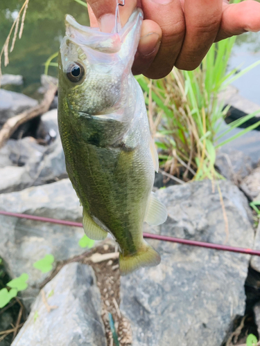 ラージマウスバスの釣果