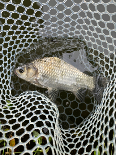 ヘラブナの釣果