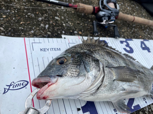 クロダイの釣果