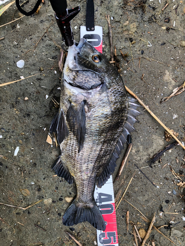 クロダイの釣果