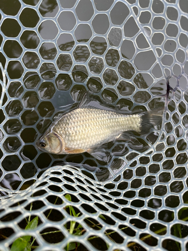 ヘラブナの釣果