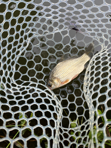 ヘラブナの釣果