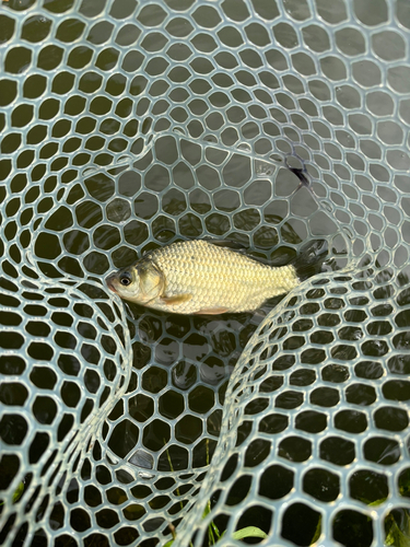 ヘラブナの釣果