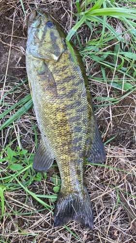 スモールマウスバスの釣果