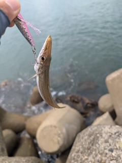 カマスの釣果