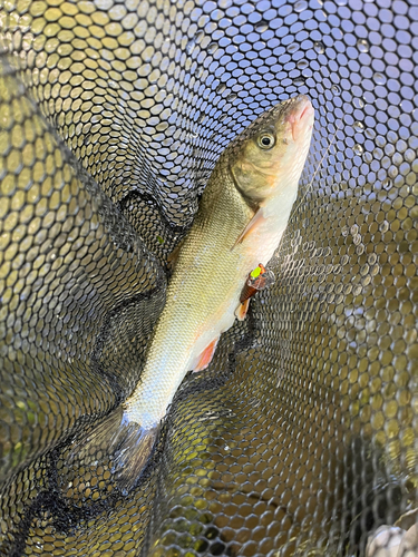 ウグイの釣果