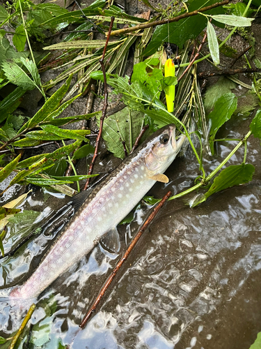 アメマスの釣果