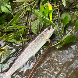 アメマス