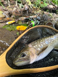 アメマスの釣果