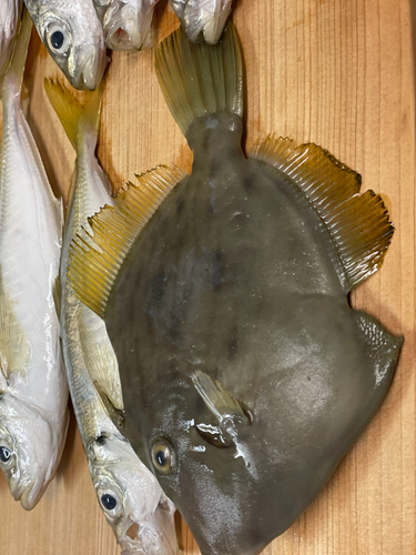 カワハギの釣果