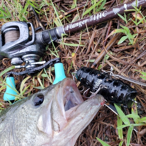 ブラックバスの釣果