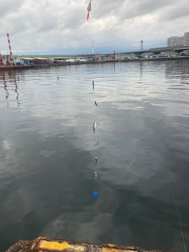 カタクチイワシの釣果