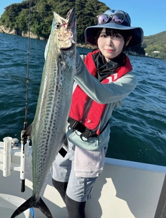 サワラの釣果