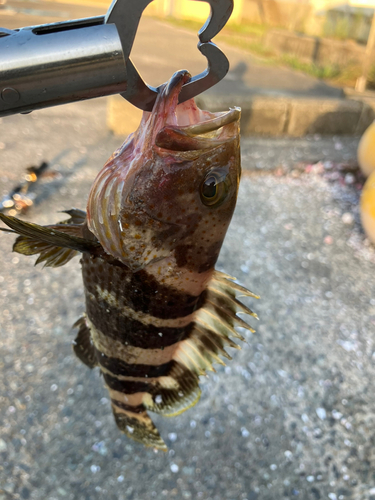 アオハタの釣果