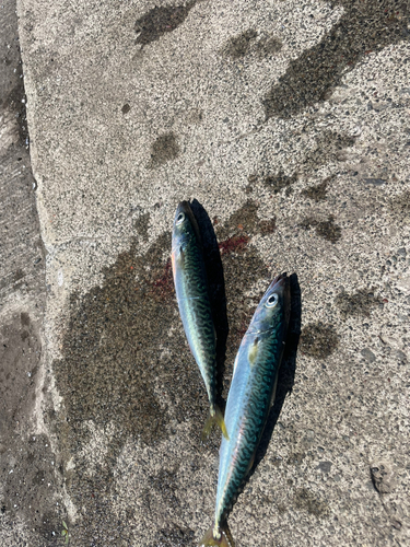 サバの釣果