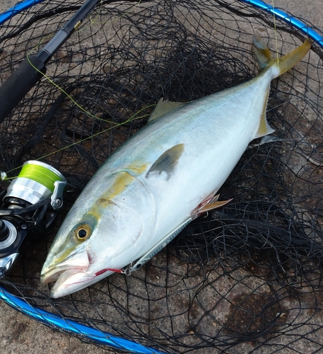 イナダの釣果