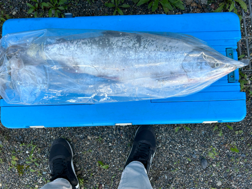 アキアジの釣果