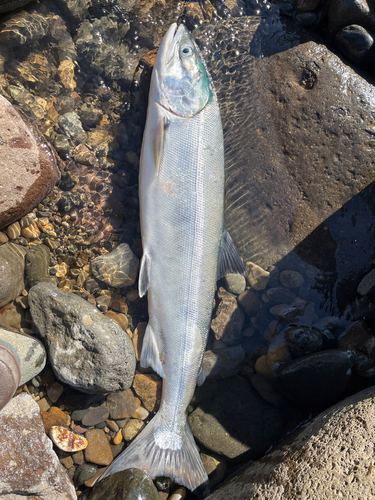 サケの釣果