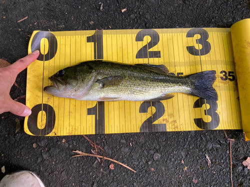 ブラックバスの釣果