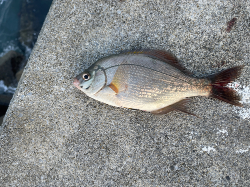 ウミタナゴの釣果