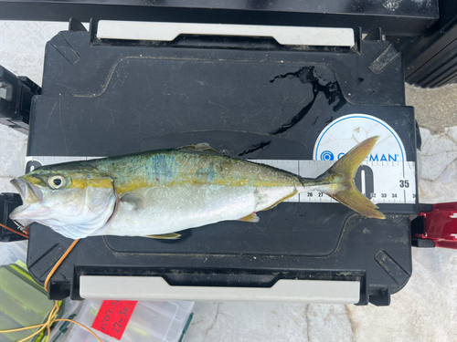 ツバスの釣果