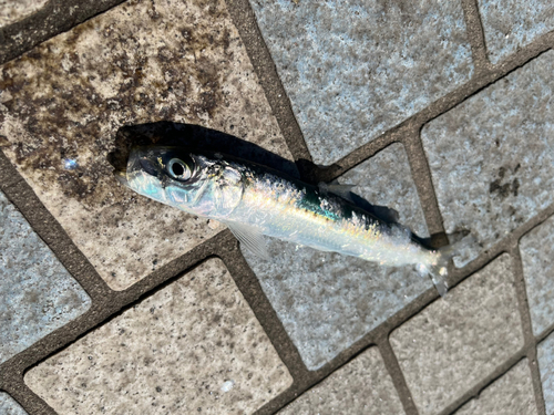 イワシの釣果