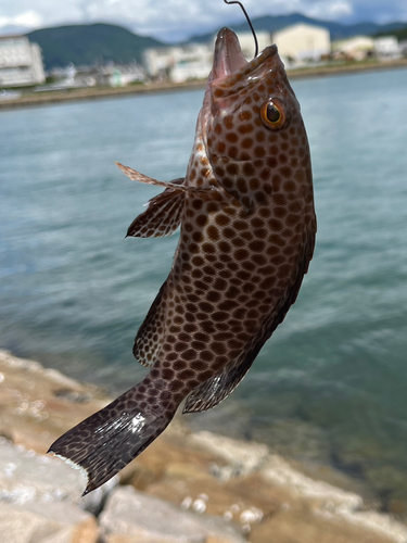 オオモンハタの釣果