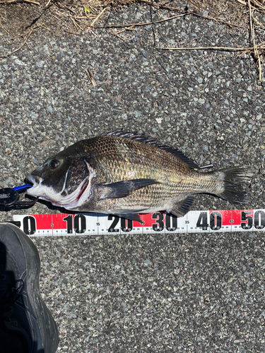 チヌの釣果