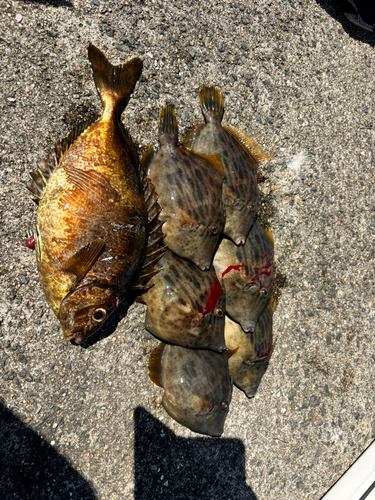 カワハギの釣果