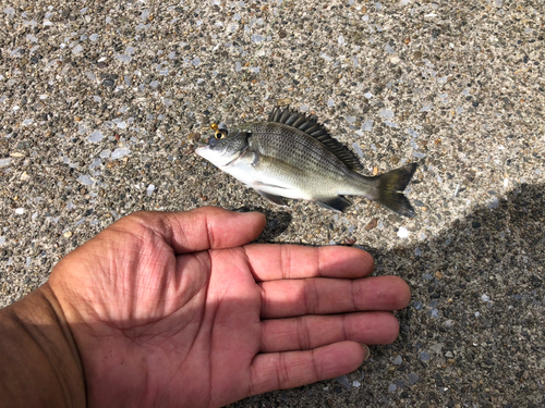 アカエイの釣果