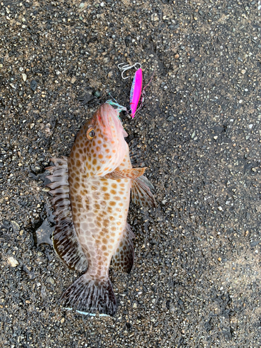 オオモンハタの釣果