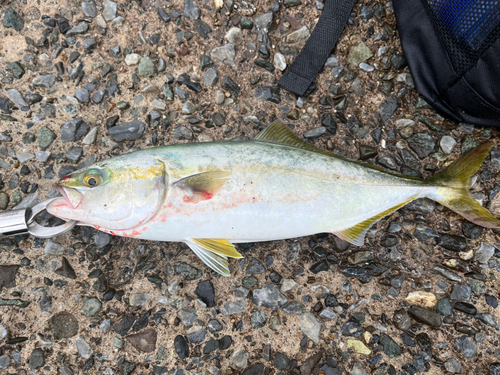 ワカシの釣果