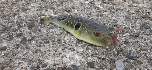 フグの釣果