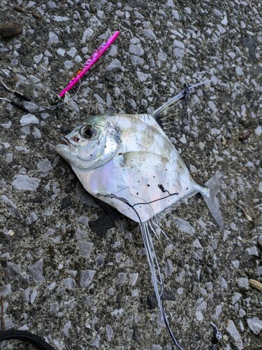 イトヒキアジの釣果