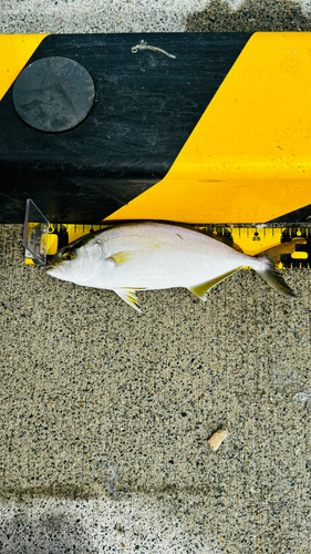 ショゴの釣果