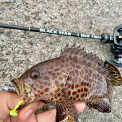 オオモンハタの釣果